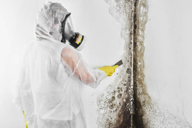Best Crawl Space Mold Removal  in Rockwall, TX