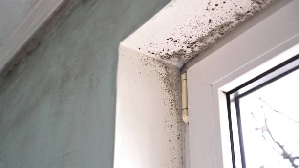 Best Local Mold Removal Service  in Rockwall, TX