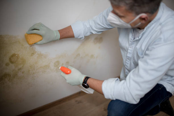 Best Best Mold Removal Companies  in Rockwall, TX