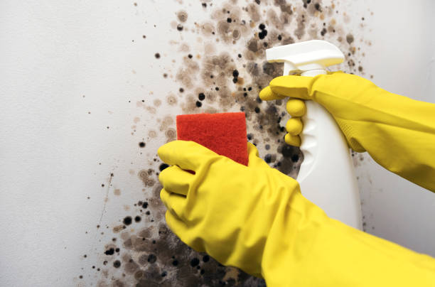 Best Mold Remediation Experts  in Rockwall, TX