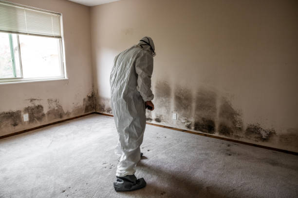 Best Toxic Mold Removal  in Rockwall, TX