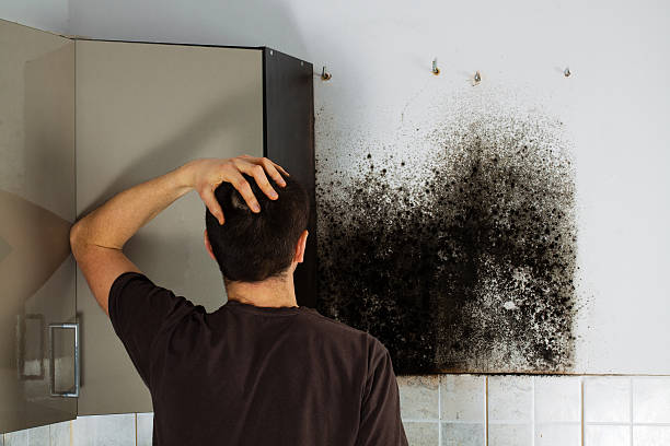 Best Residential Mold Removal  in Rockwall, TX