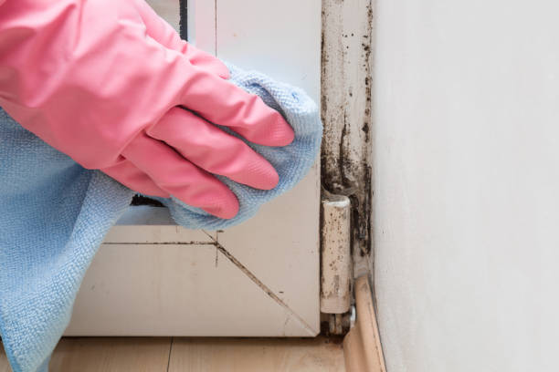 Best Mold Damage Repair  in Rockwall, TX