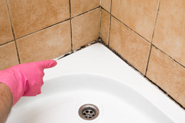 Best Mold Remediation Services  in Rockwall, TX