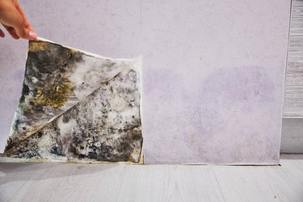 Mold Removal and Inspection in Rockwall, TX